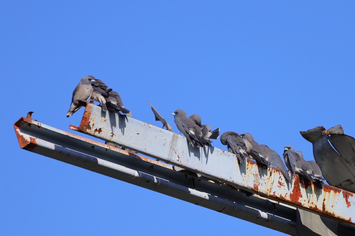 Ashy Woodswallow - ML645890476