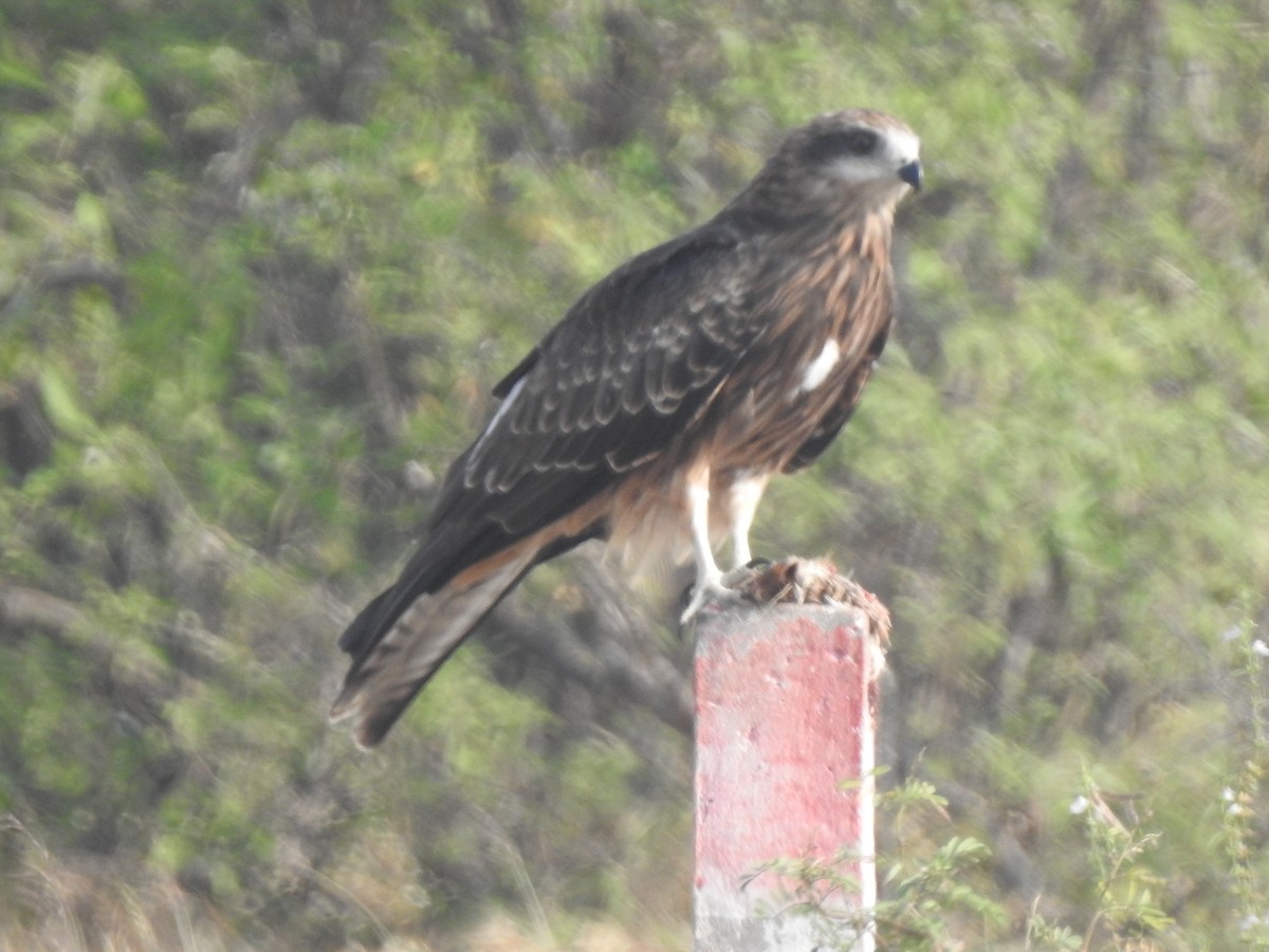 Black Kite (Black-eared) - ML645890477