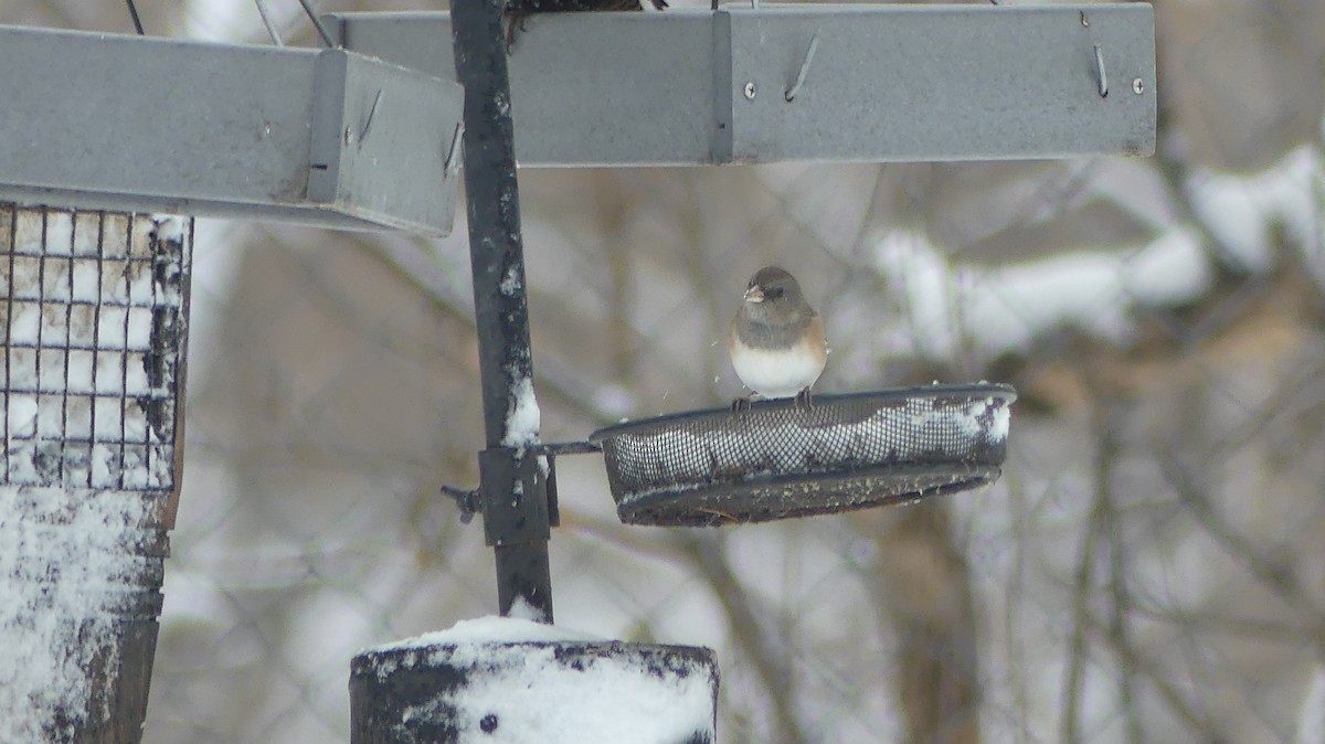 Dark-eyed Junco - ML645890478