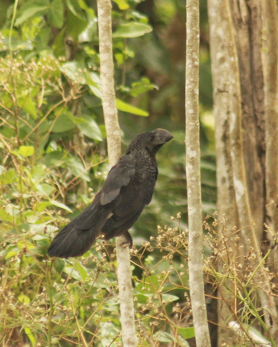 Ані товстодзьобий - ML645890480