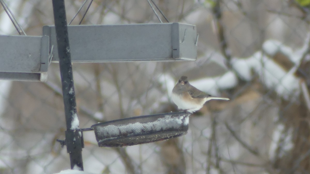 Dark-eyed Junco - ML645890483