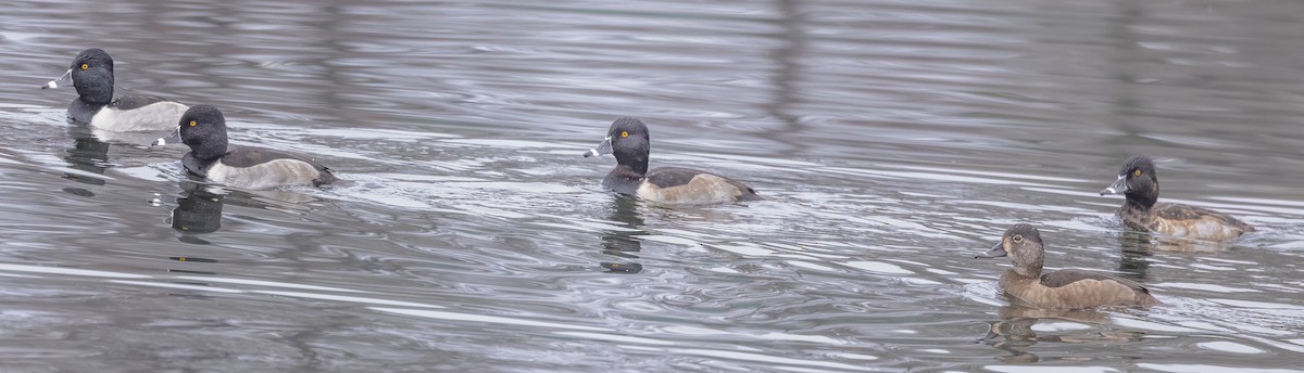 Ring-necked Duck - ML645890484