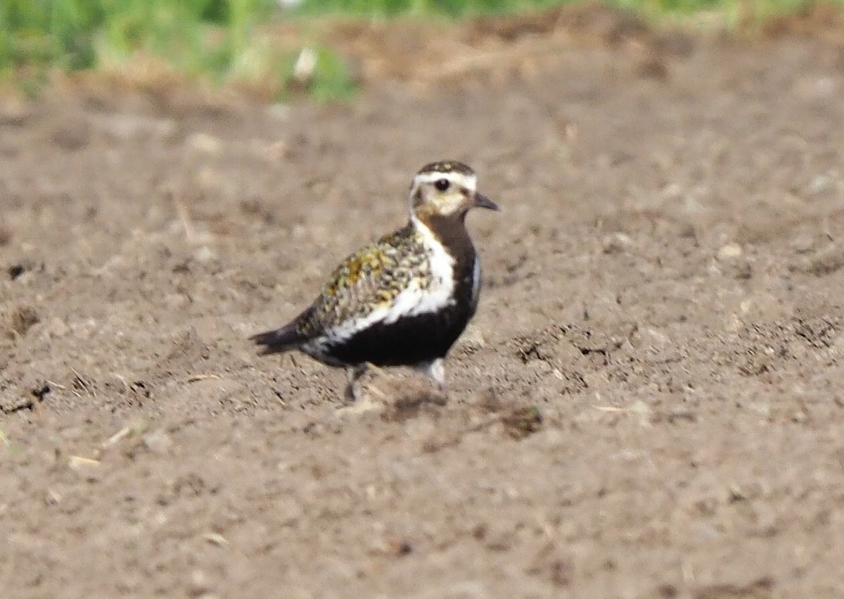 Сивка звичайна - ML645890489