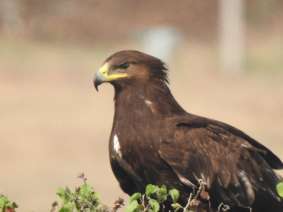 Greater Spotted Eagle - ML645890498