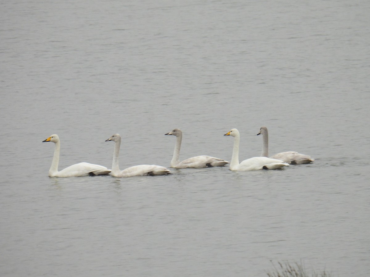 黃嘴天鵝 - ML645890504