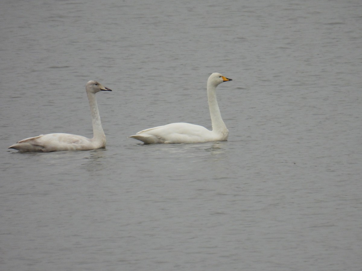 黃嘴天鵝 - ML645890505