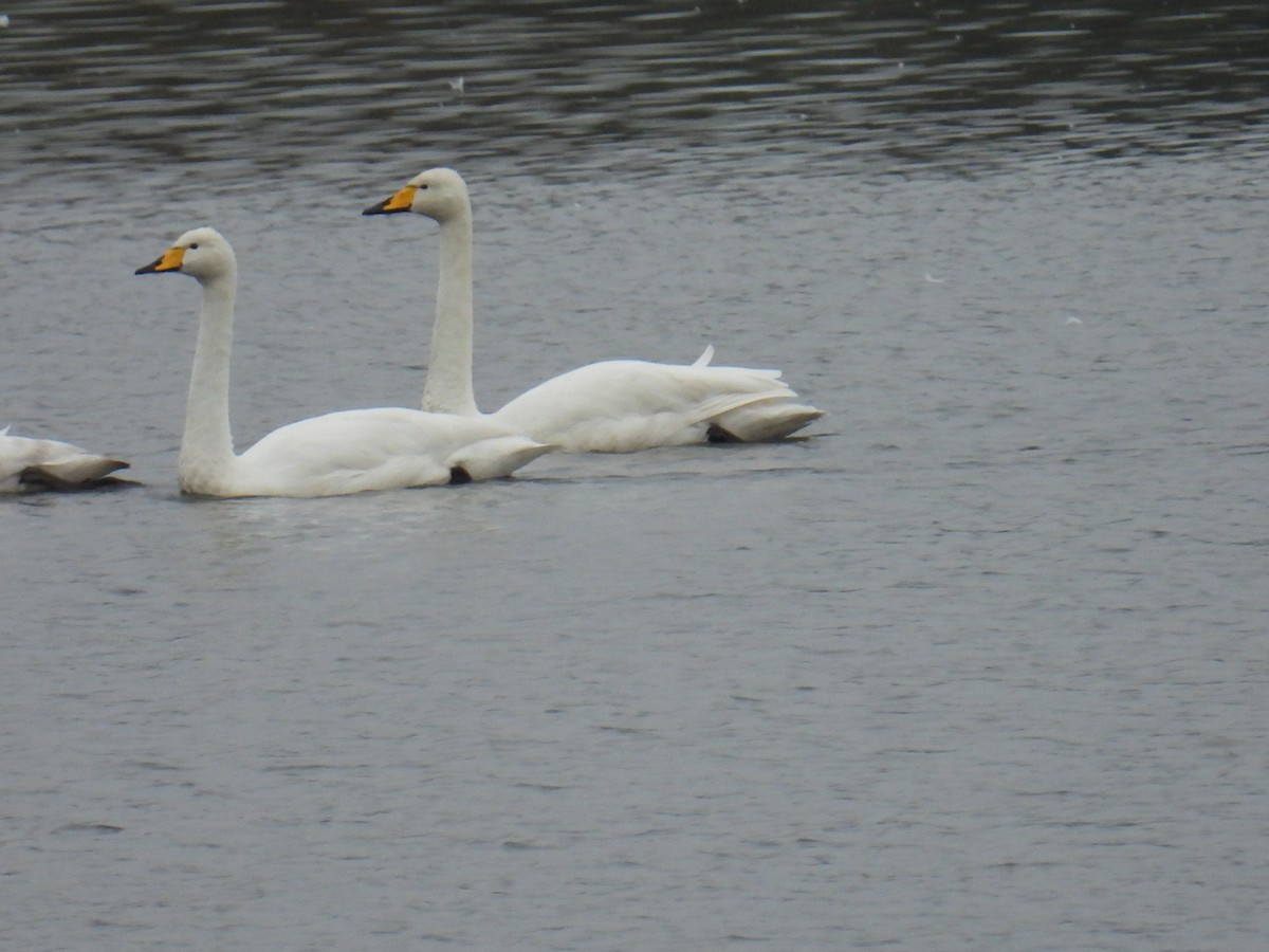 黃嘴天鵝 - ML645890507