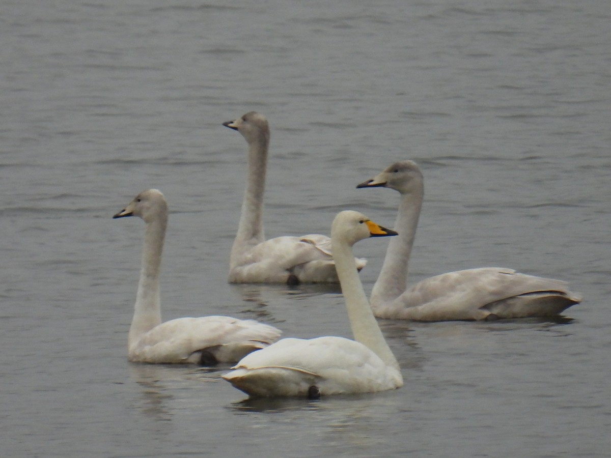 黃嘴天鵝 - ML645890508