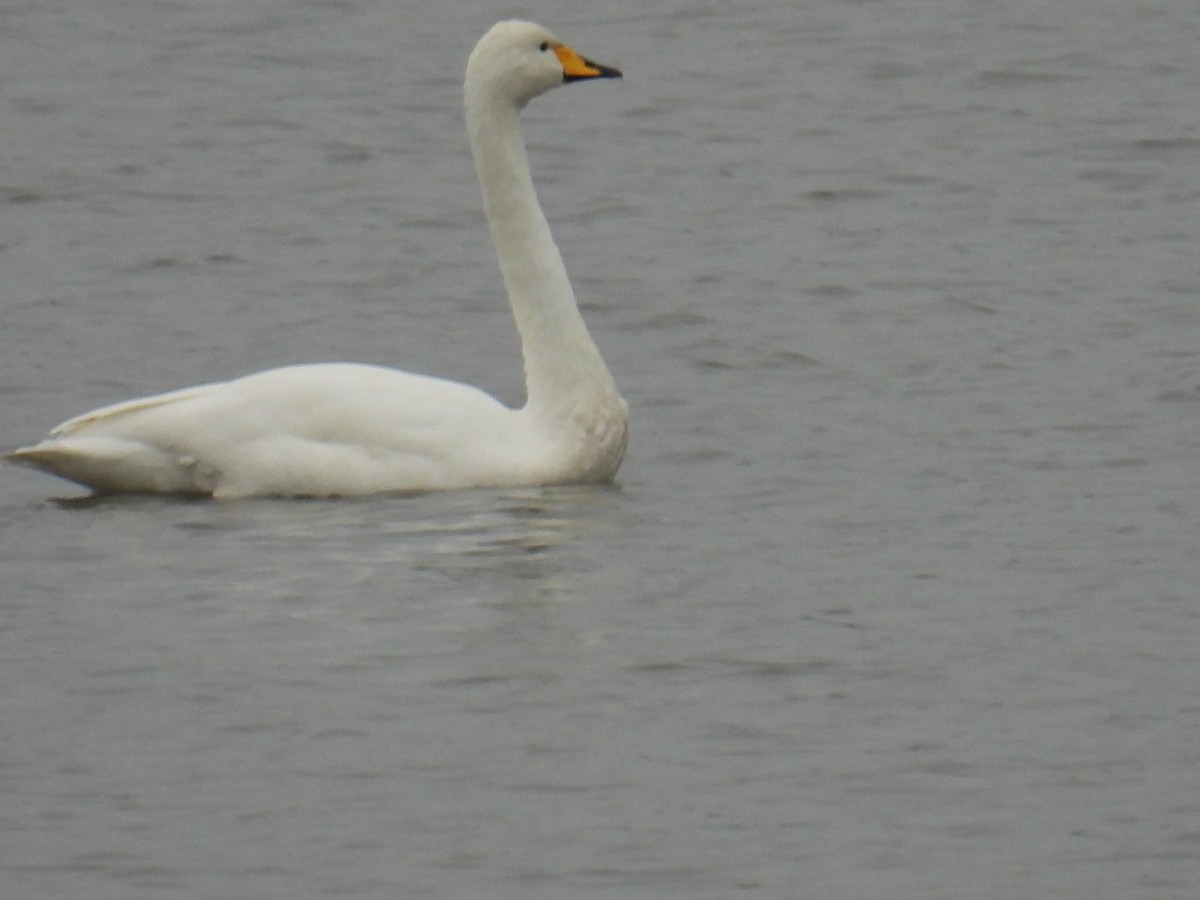 黃嘴天鵝 - ML645890509