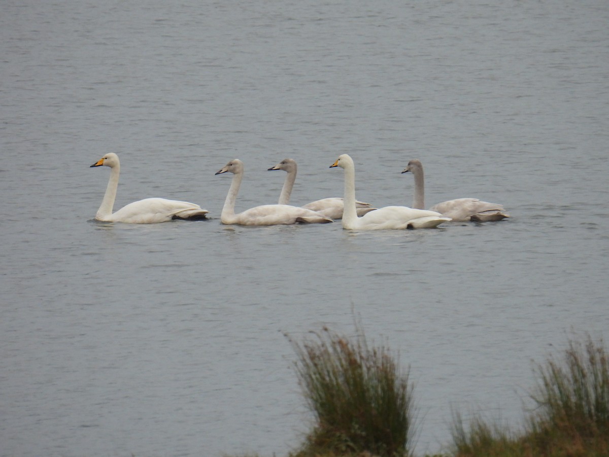 黃嘴天鵝 - ML645890510