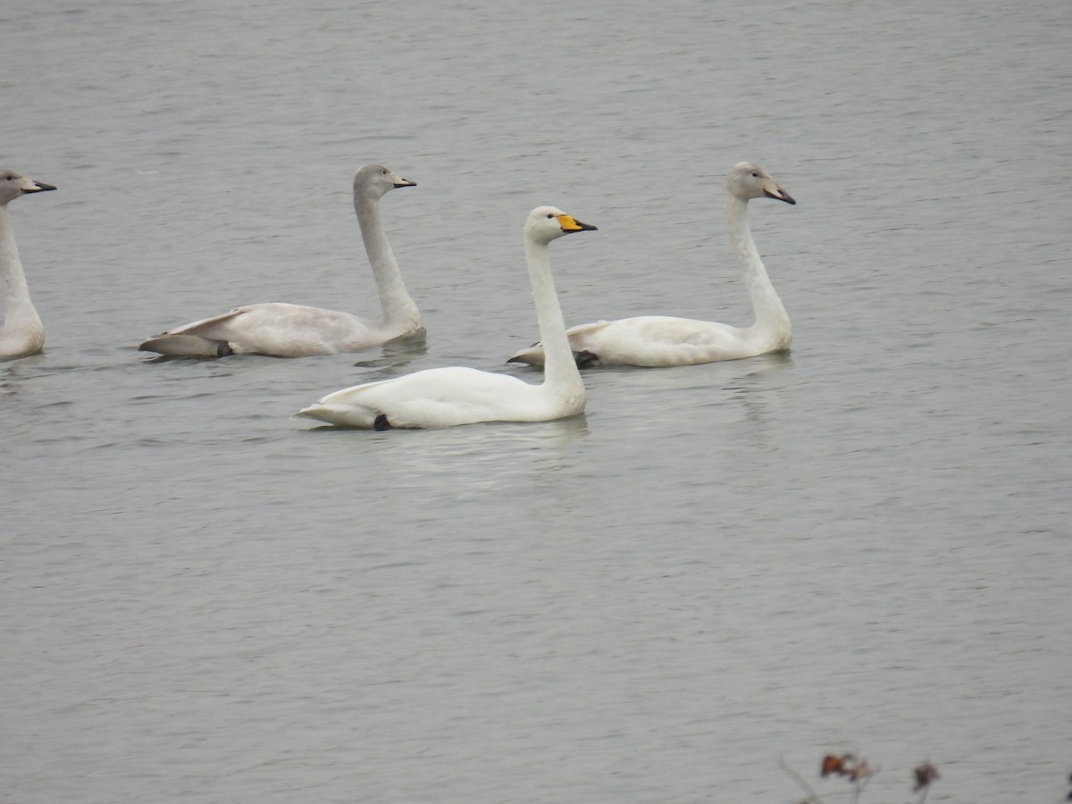 黃嘴天鵝 - ML645890511