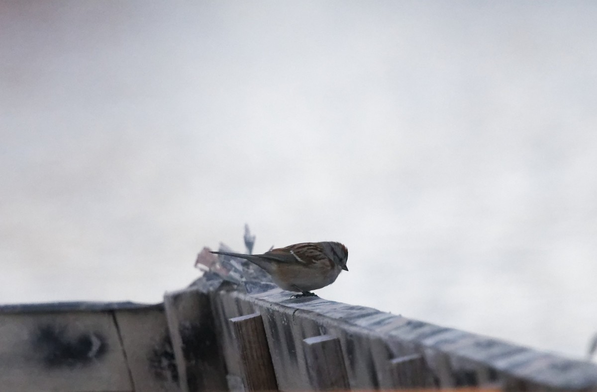 American Tree Sparrow - ML645890512