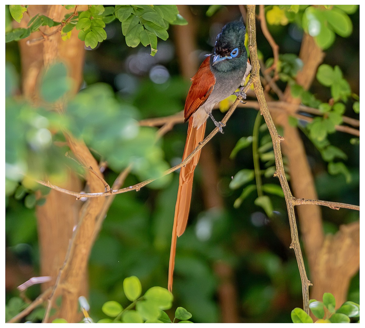African Paradise-Flycatcher - ML645890513