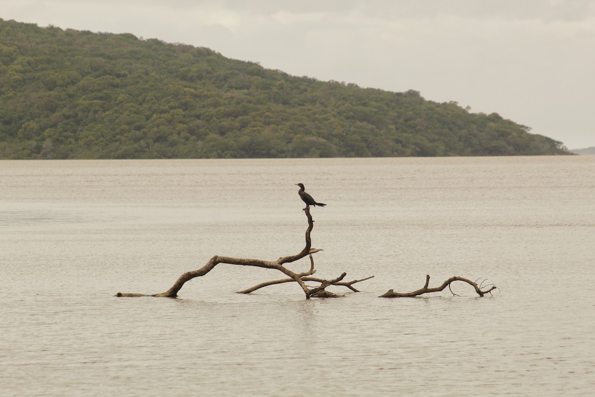 Neotropic Cormorant - ML645890514