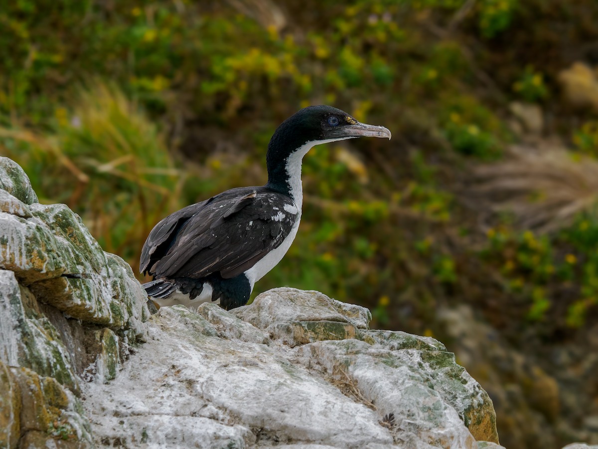 New Zealand King Shag - ML645890518