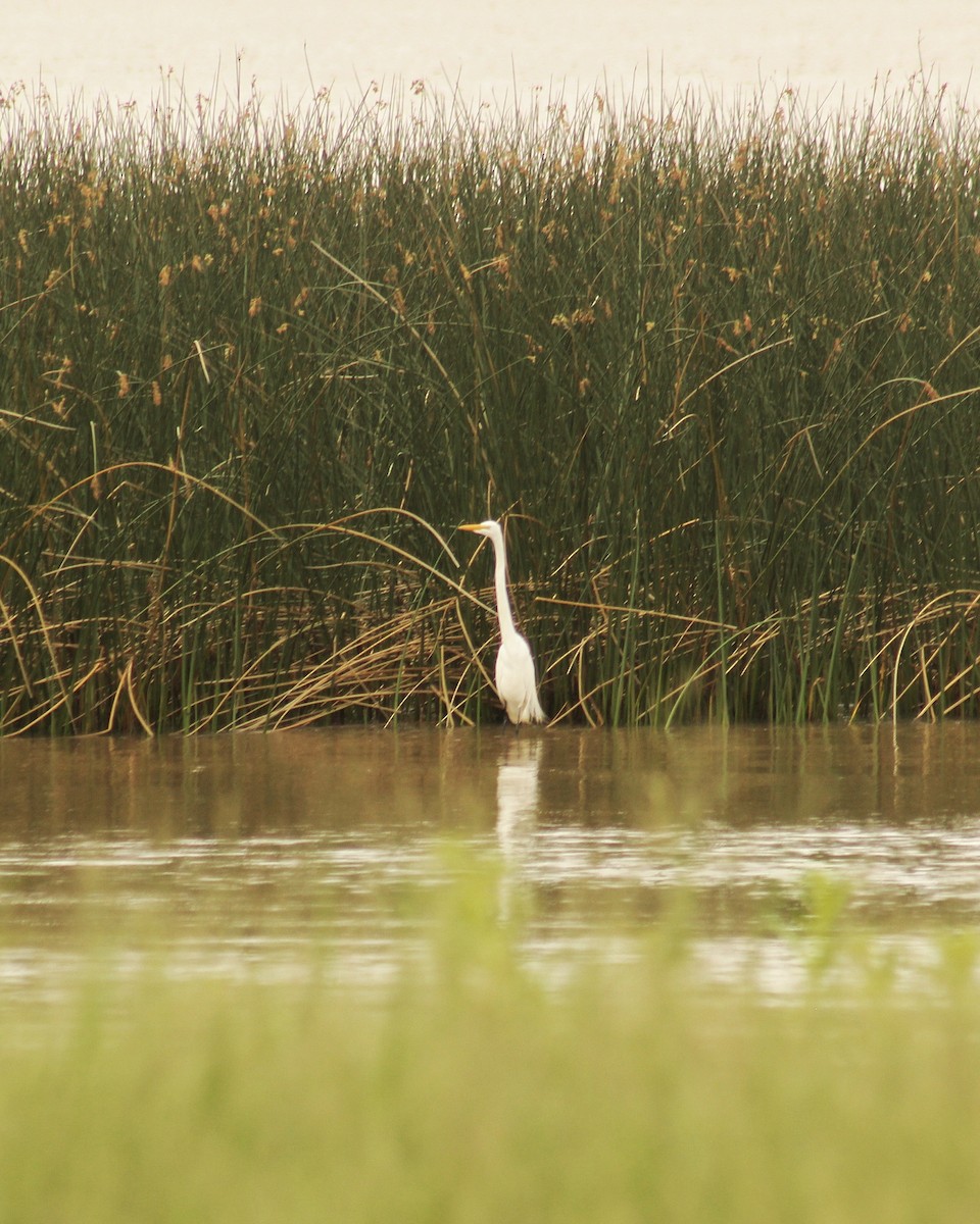 大白鷺(egretta) - ML645890519