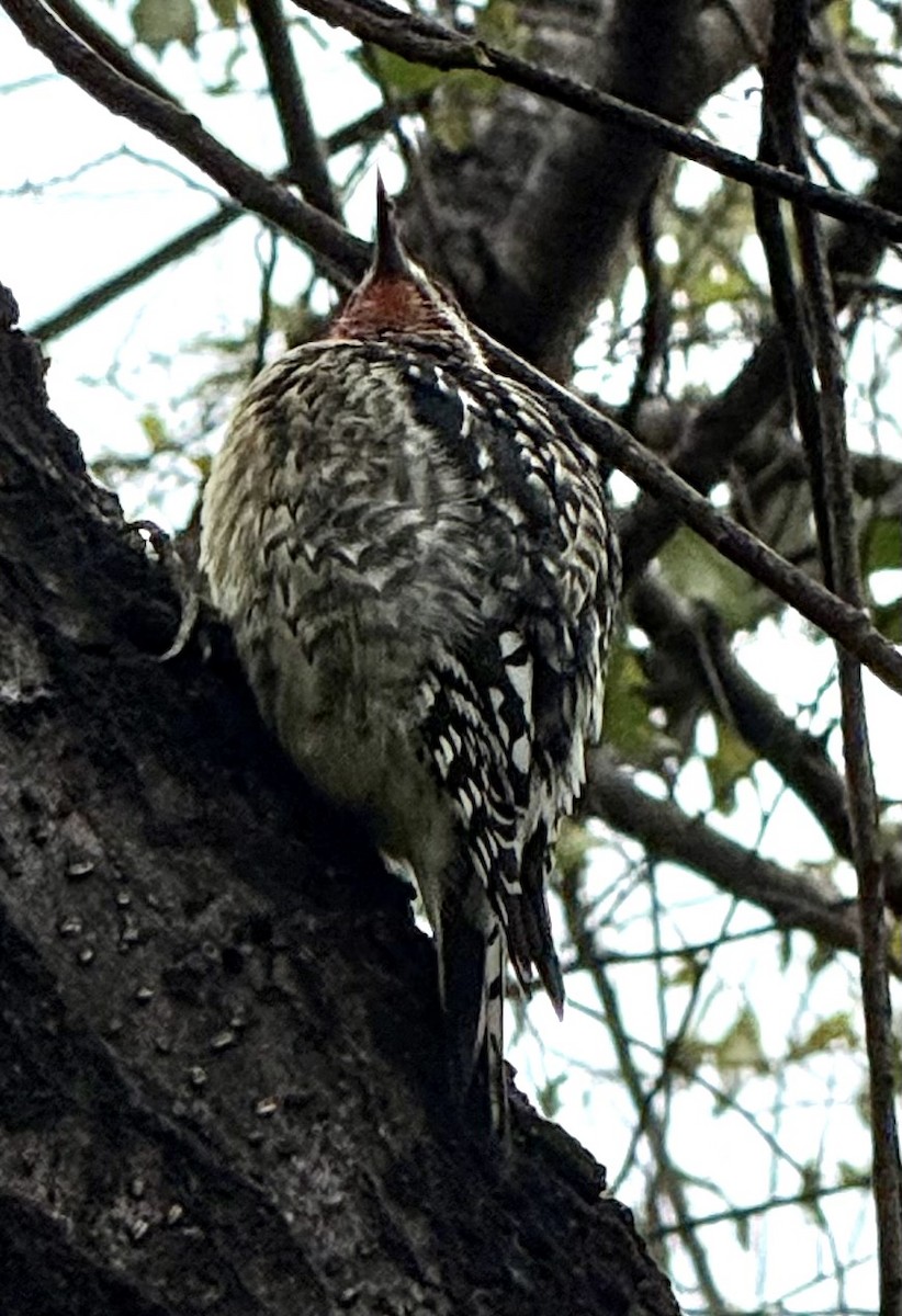 Yellow-bellied Sapsucker - ML645890520