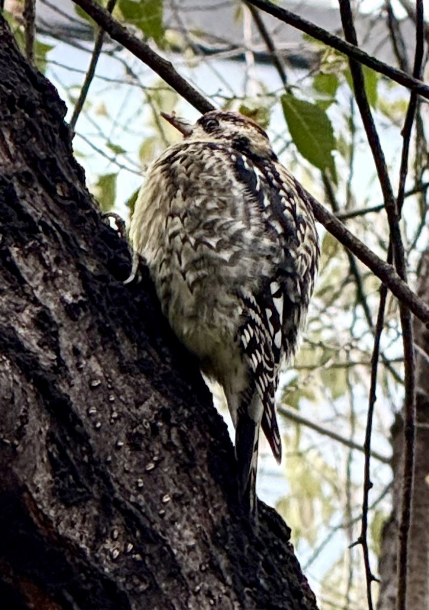 Yellow-bellied Sapsucker - ML645890521