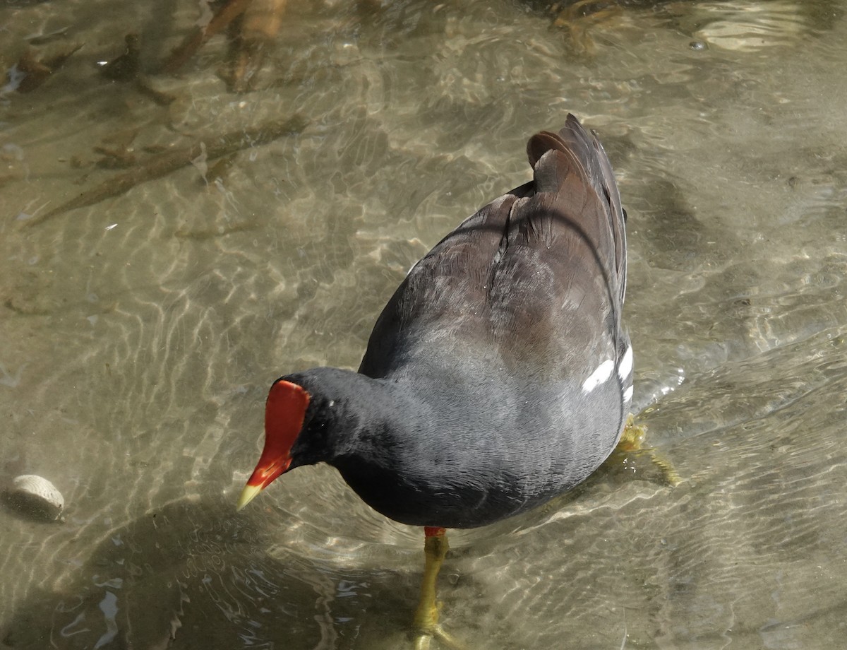Common Gallinule - ML645890522