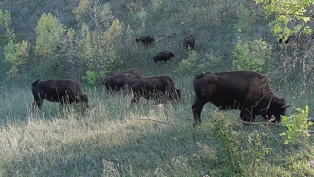 American Bison - ML645890523