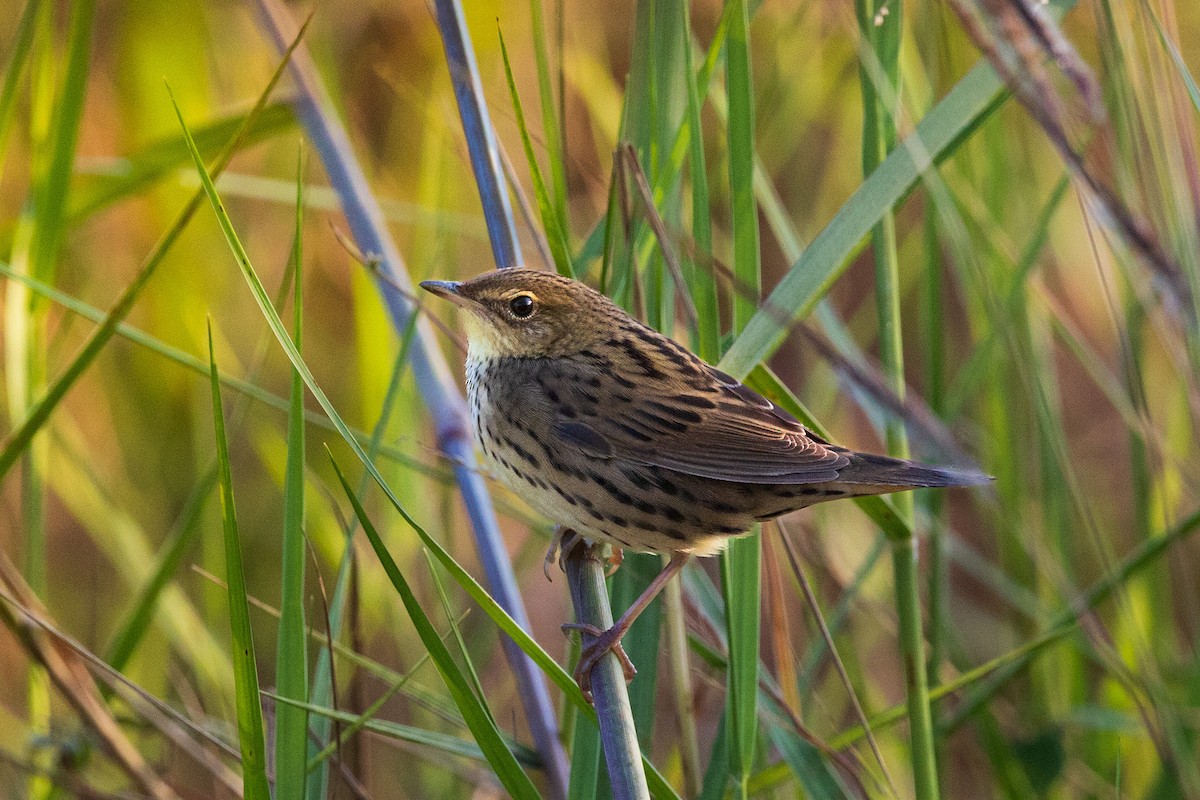 矛斑蝗鶯 - ML645890524