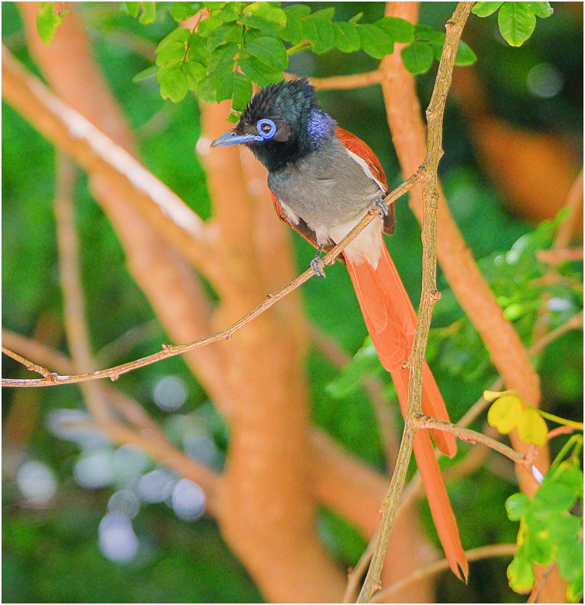 African Paradise-Flycatcher - ML645890525