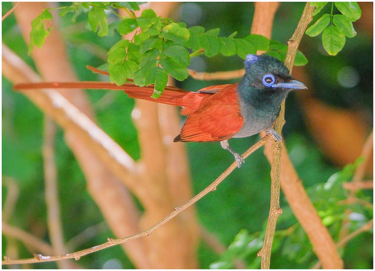 African Paradise-Flycatcher - ML645890526
