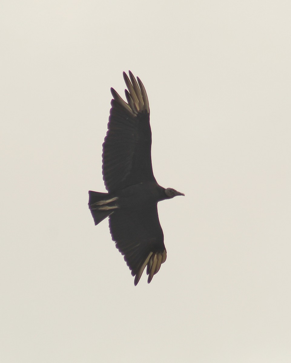 Black Vulture - ML645890529