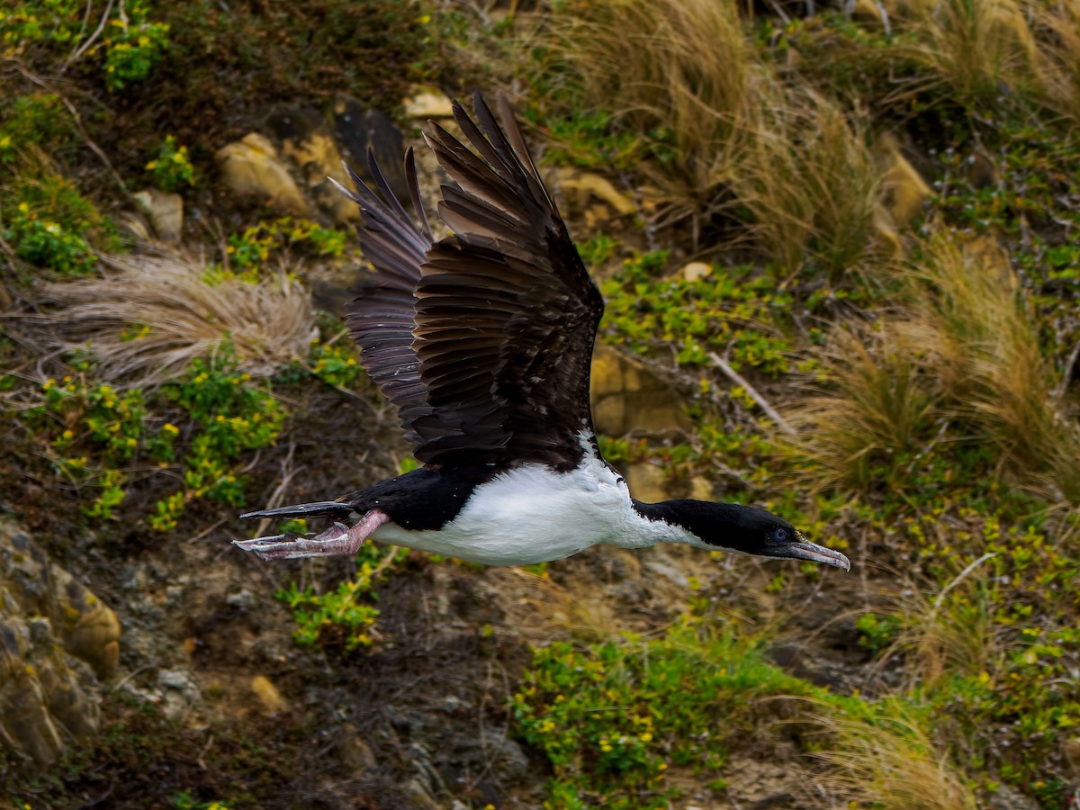 New Zealand King Shag - ML645890530