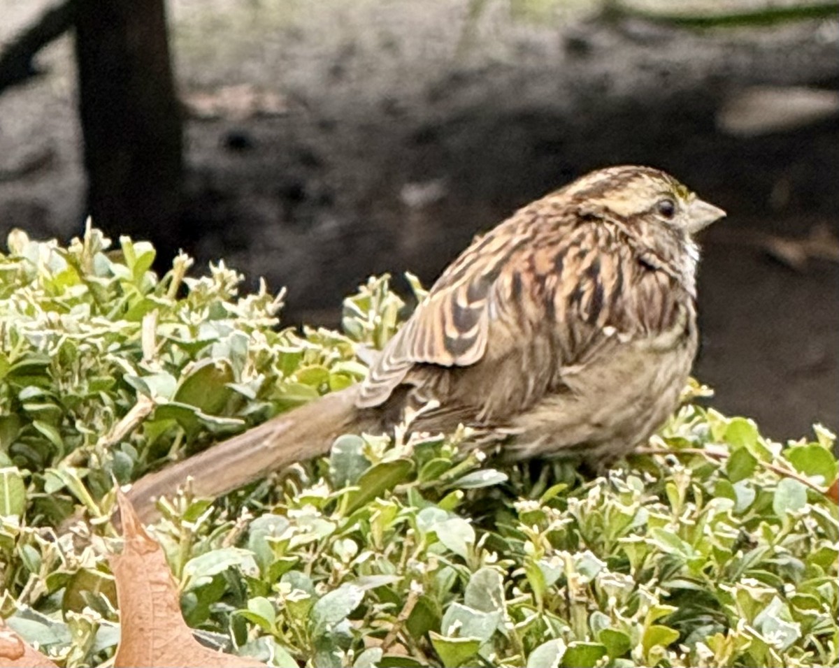 White-throated Sparrow - ML645890531