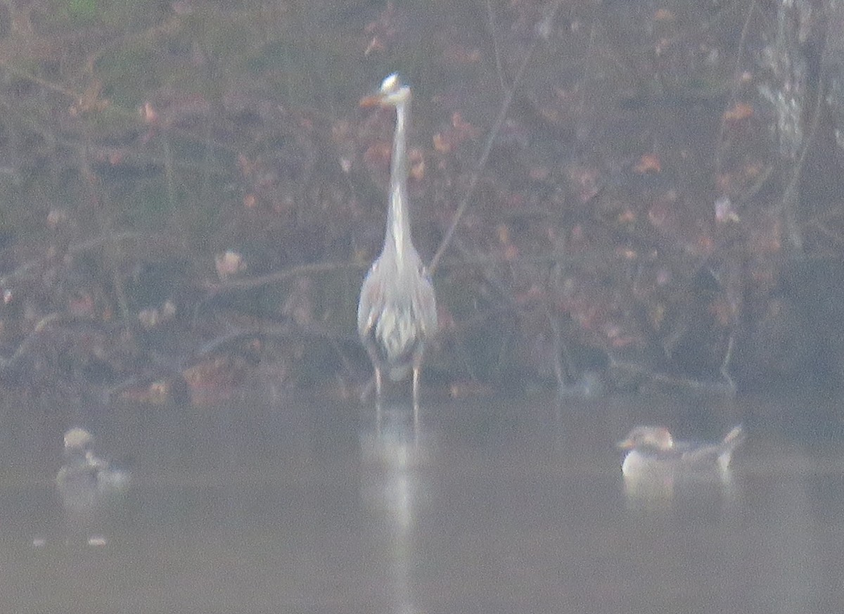 Great Blue Heron - ML645890532