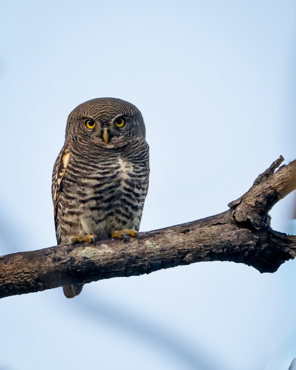 Jungle Owlet - ML645890533