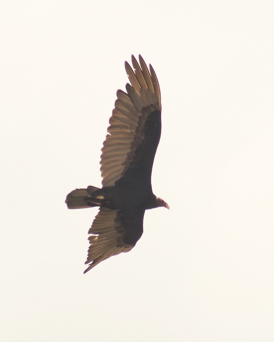 Turkey Vulture (Tropical) - ML645890534