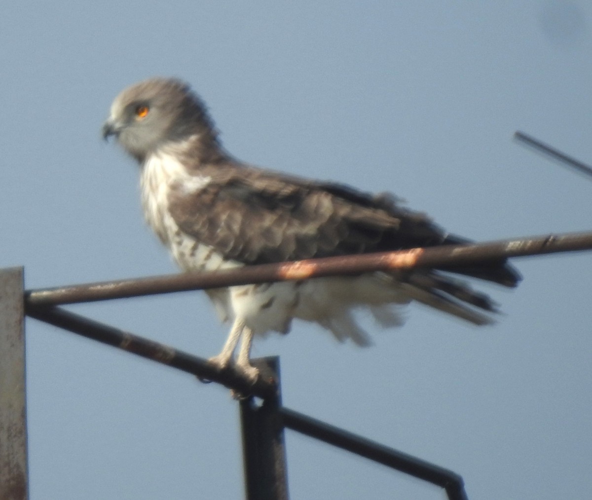 Short-toed Snake-Eagle - ML645890537