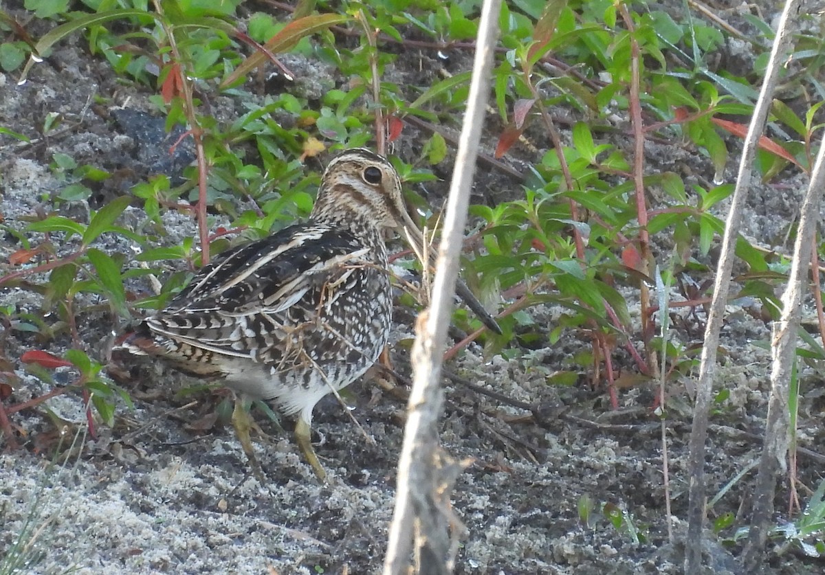 Wilson's Snipe - ML645890539