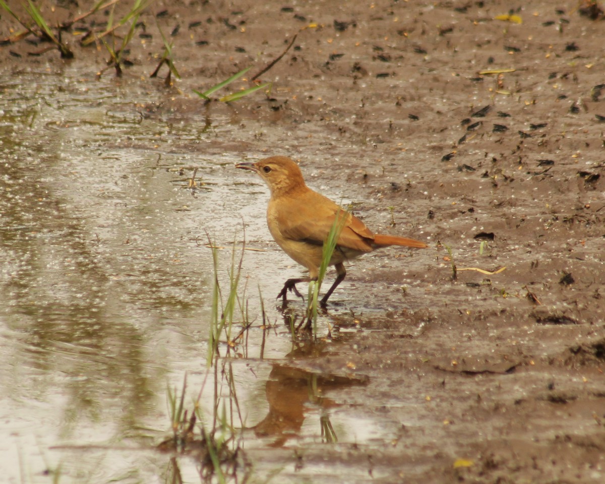 Rufous Hornero - ML645890540