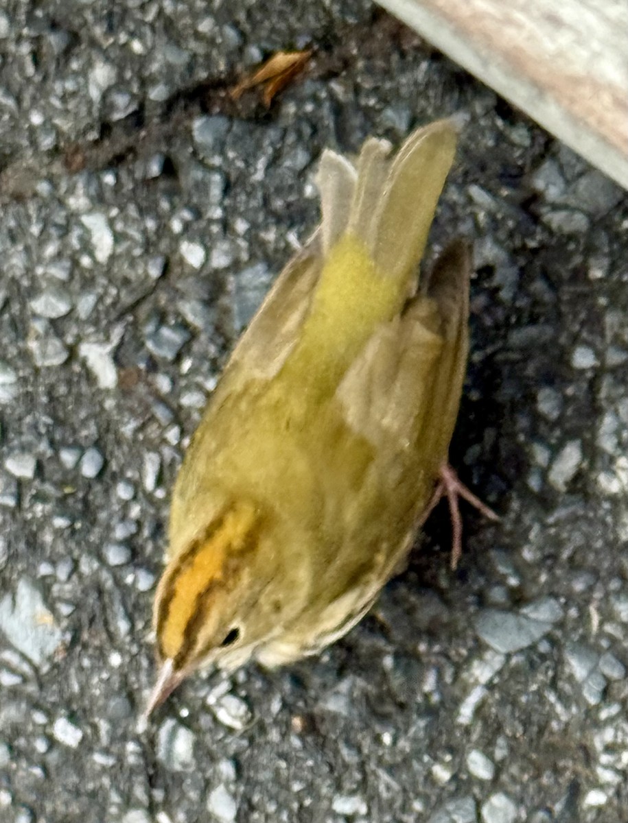 Ovenbird - ML645890541
