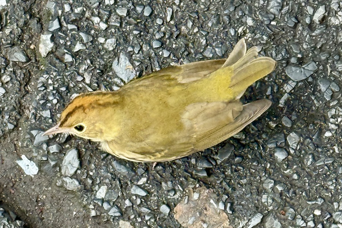 Ovenbird - ML645890542