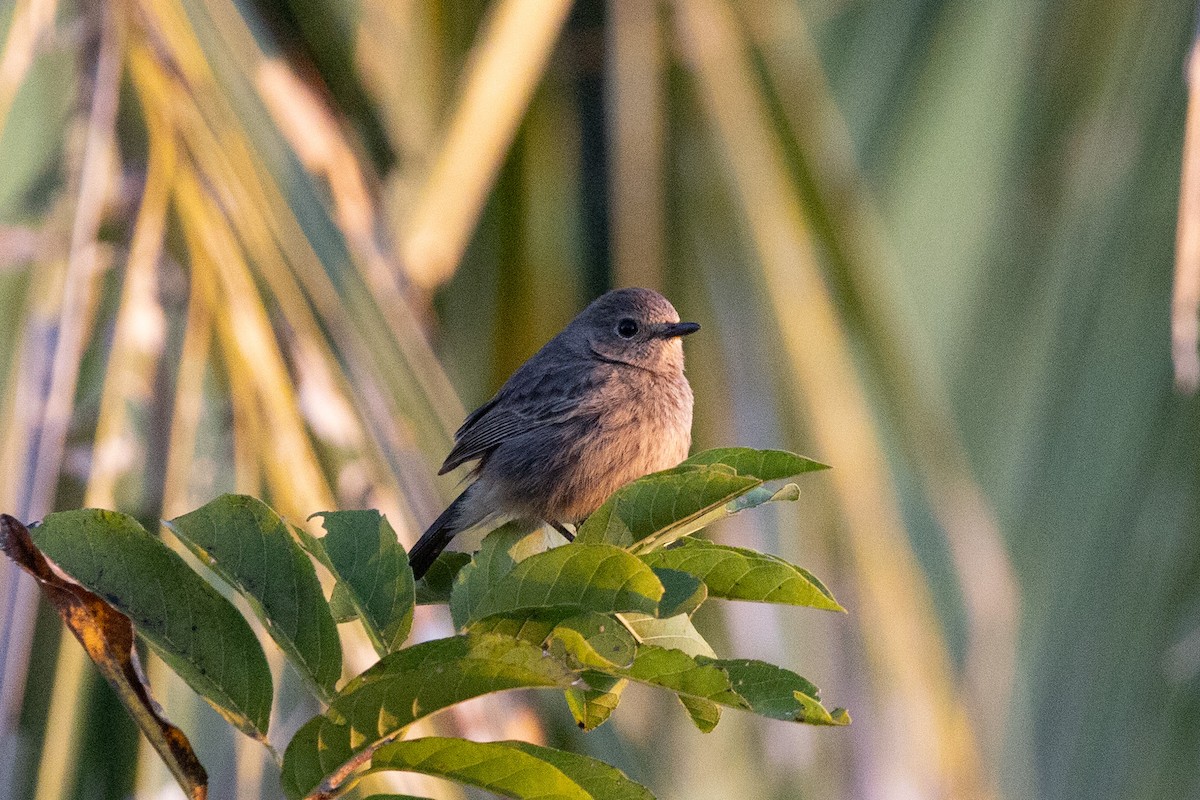 白斑黑石䳭 - ML645890546