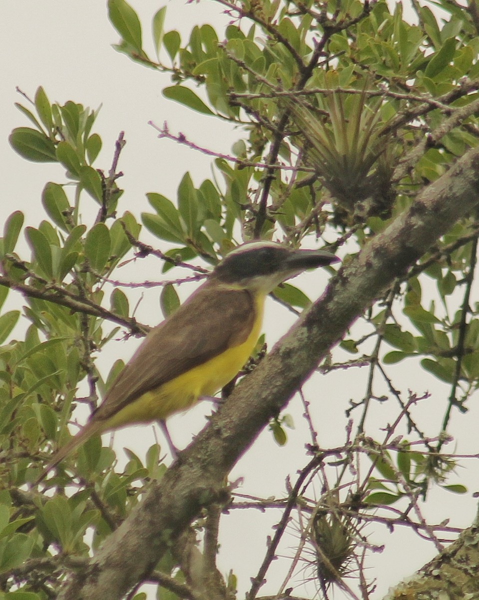 Boat-billed Flycatcher (South American) - ML645890553