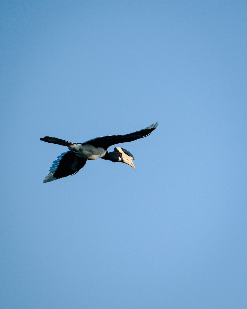 カササギサイチョウ - ML645890555