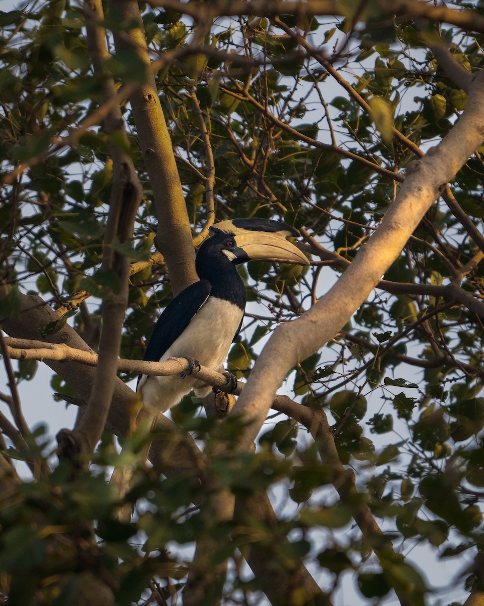 カササギサイチョウ - ML645890556