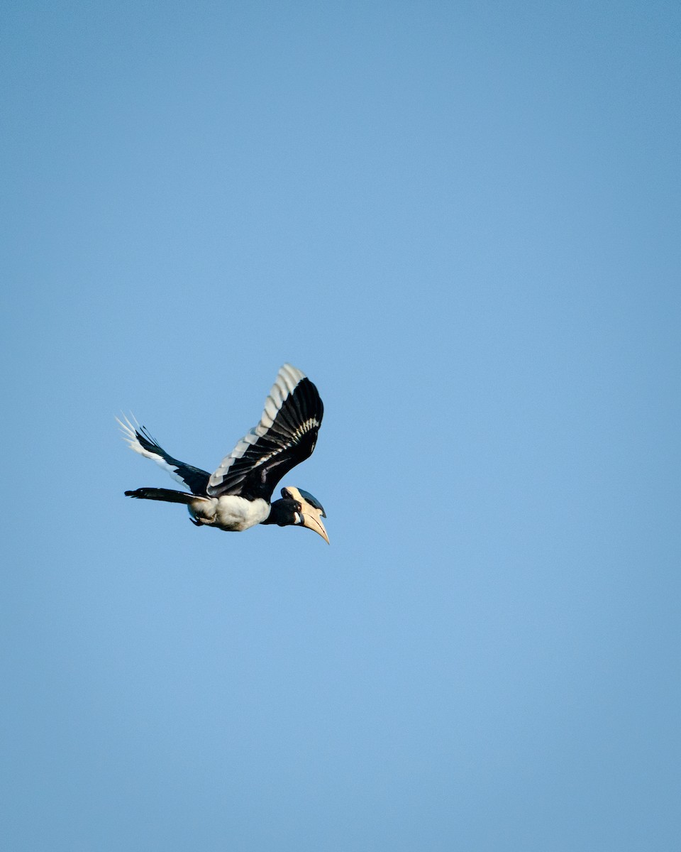 カササギサイチョウ - ML645890557