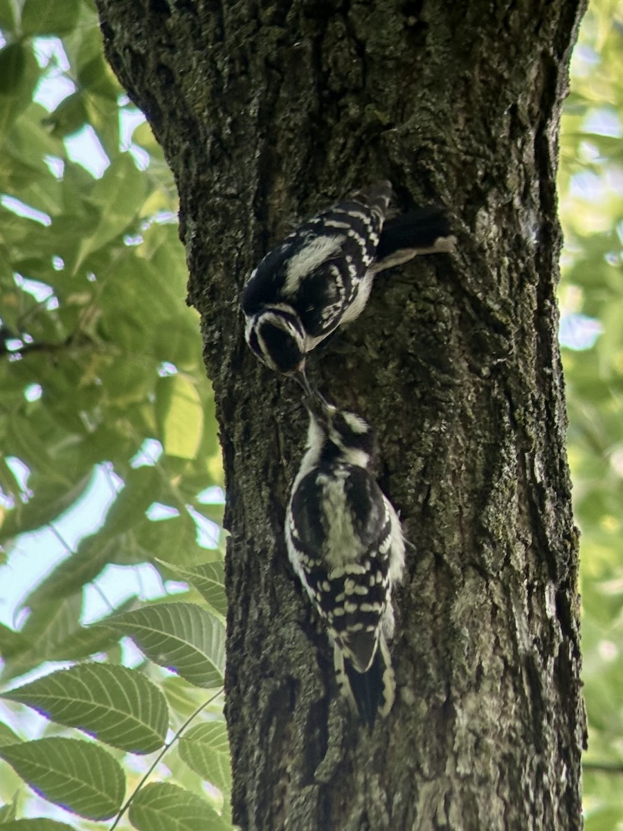 Downy Woodpecker - ML645890559