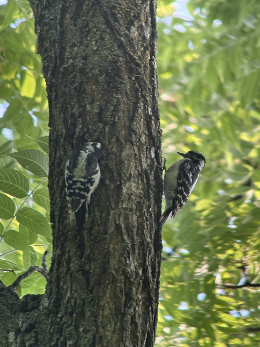 Downy Woodpecker - ML645890560