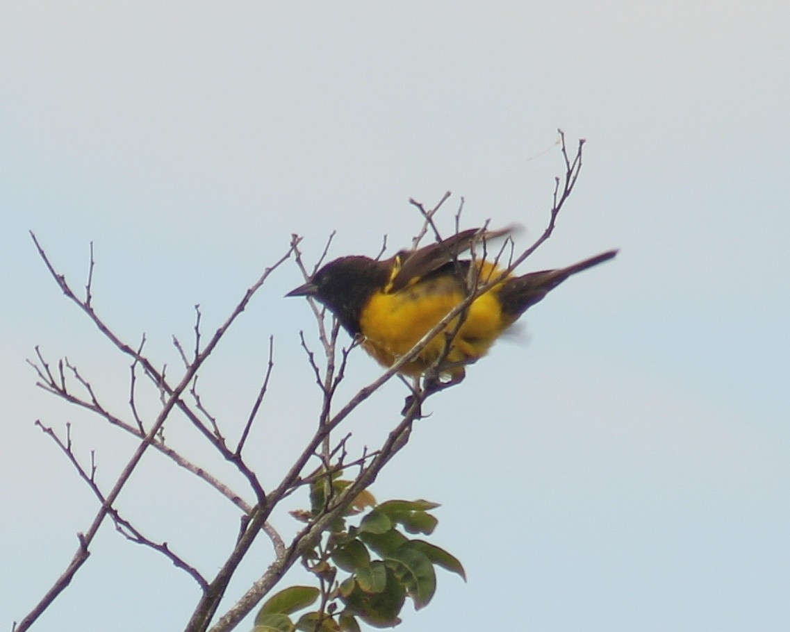 Мочарець жовтогузий - ML645890561