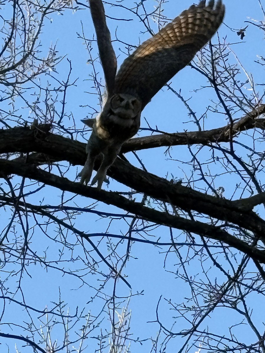 Great Horned Owl - ML645890562