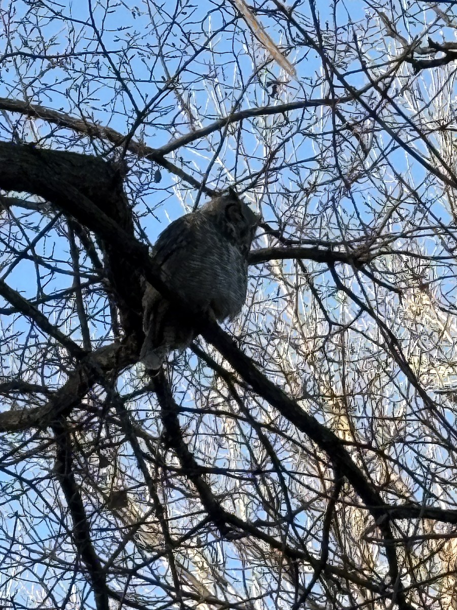 Great Horned Owl - ML645890563