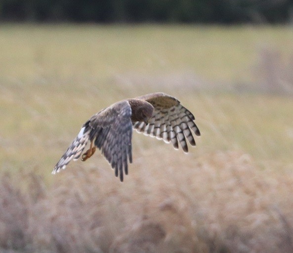 moták severoamerický - ML645890566