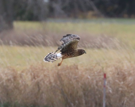 moták severoamerický - ML645890567